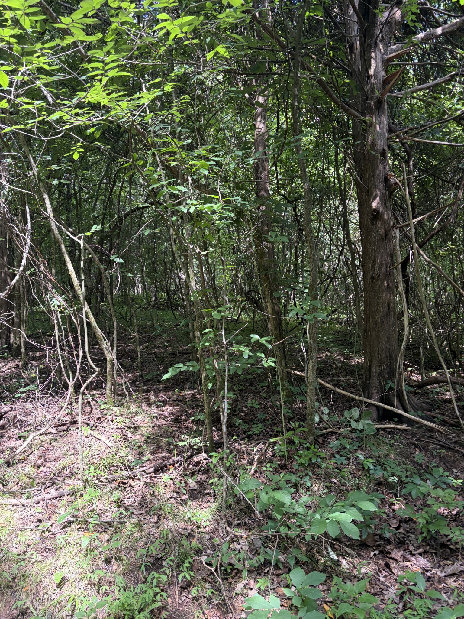 0 Kelso-Smithland Road Kelso, TN 37348 - Photo 35 of 45 a view of forest