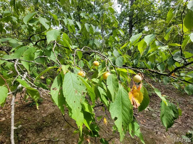 $137,500 | 9519 Madison Street, Fredericktown, MO 63645