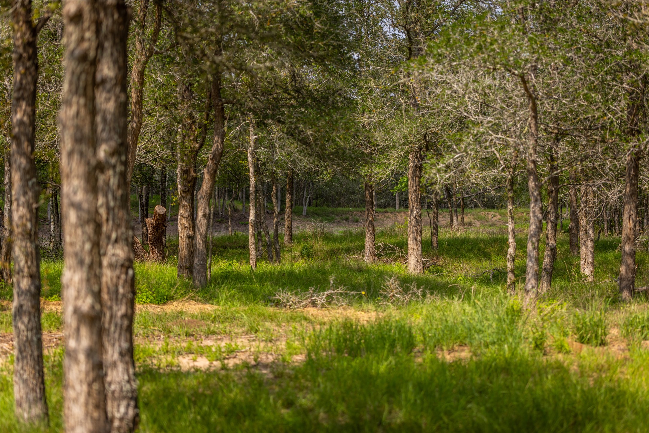 4082 Old Colony Line Road Lockhart, TX 78644 - Photo 19 of 40 Mature trees and native grasses blanket this tranquil, wooded acreage.