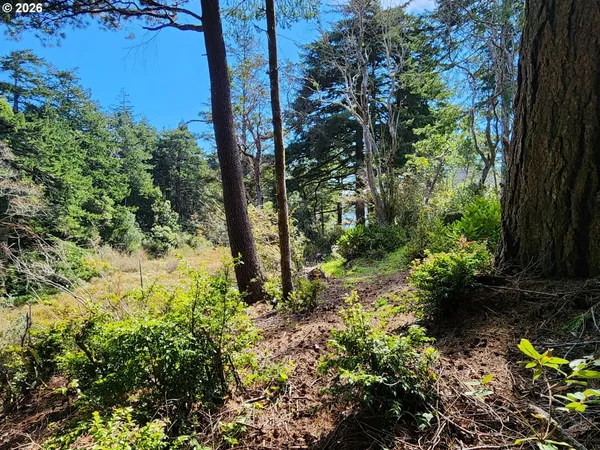 a view of a garden with plants
