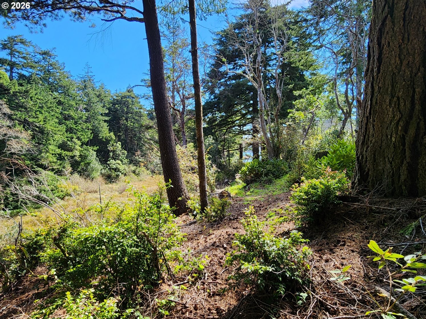 92504 Paradise Point Road Port Orford, OR 97465 - Photo 31 of 39 a view of a garden with plants