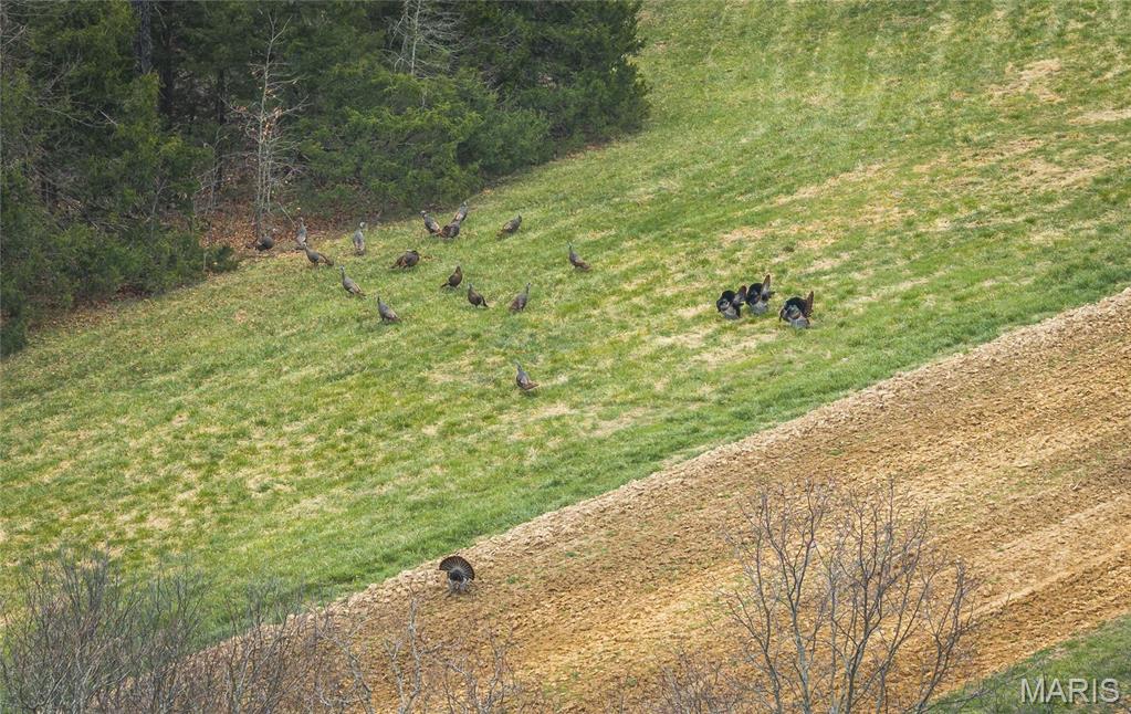 1933 1st Creek Road Hermann, MO 65041 - Photo 31 of 89