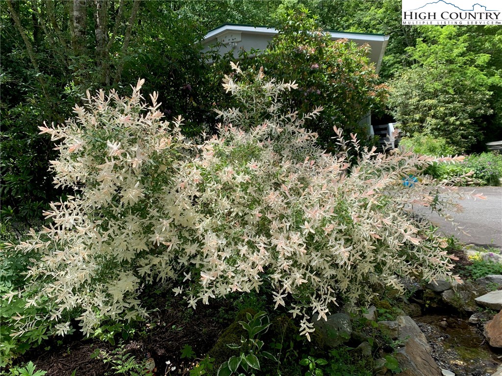 10 Locust Road Newland, NC 28657 - Photo 31 of 36 a view of a forest with a tree