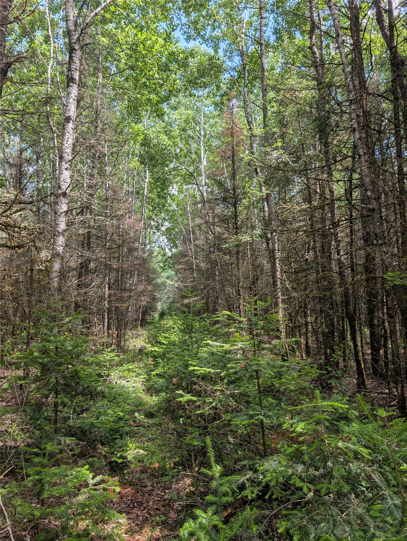Lot 4 Main Road Minong, WI 54859 - Photo 4 of 19