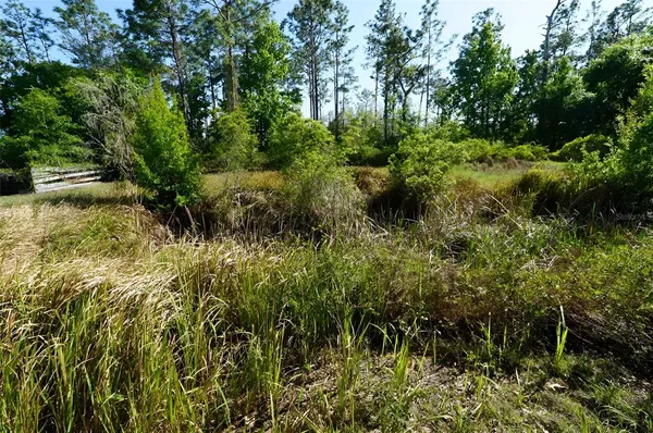 a view of a garden with plants