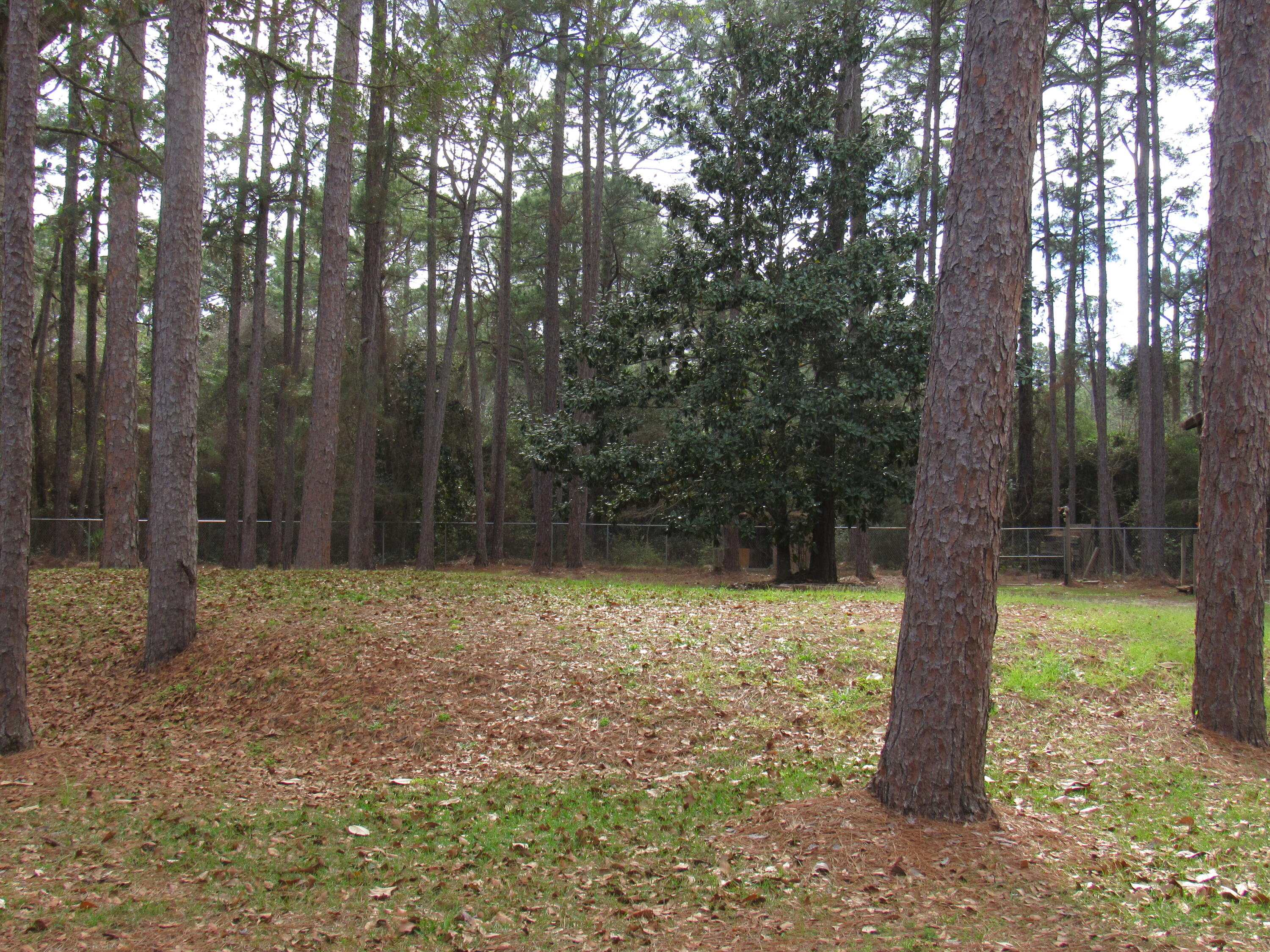 82 Palmetto Street Freeport, FL 32439 - Photo 10 of 55 a backyard of a house with lots of green space