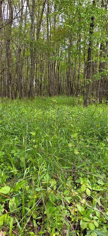 258 West Allen Road Polk, PA 16342 - Photo 13 of 19 a green field with lots of bushes