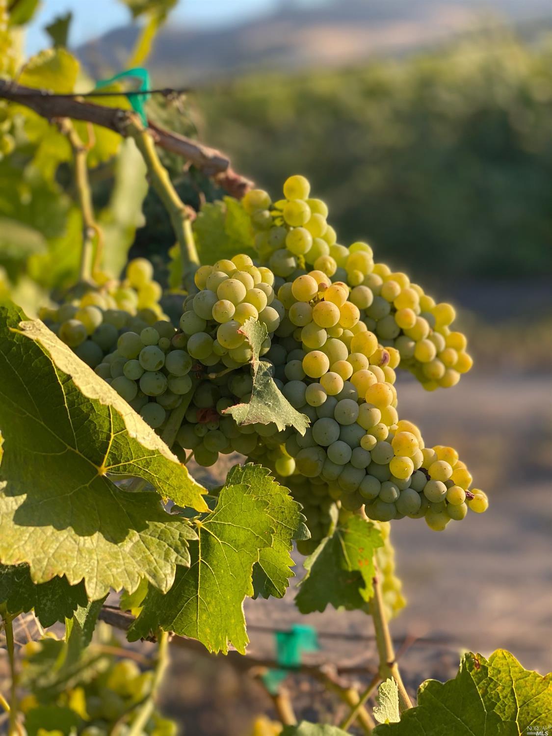 4144 Green Valley Road Fairfield, CA 94534 - Photo 23 of 40