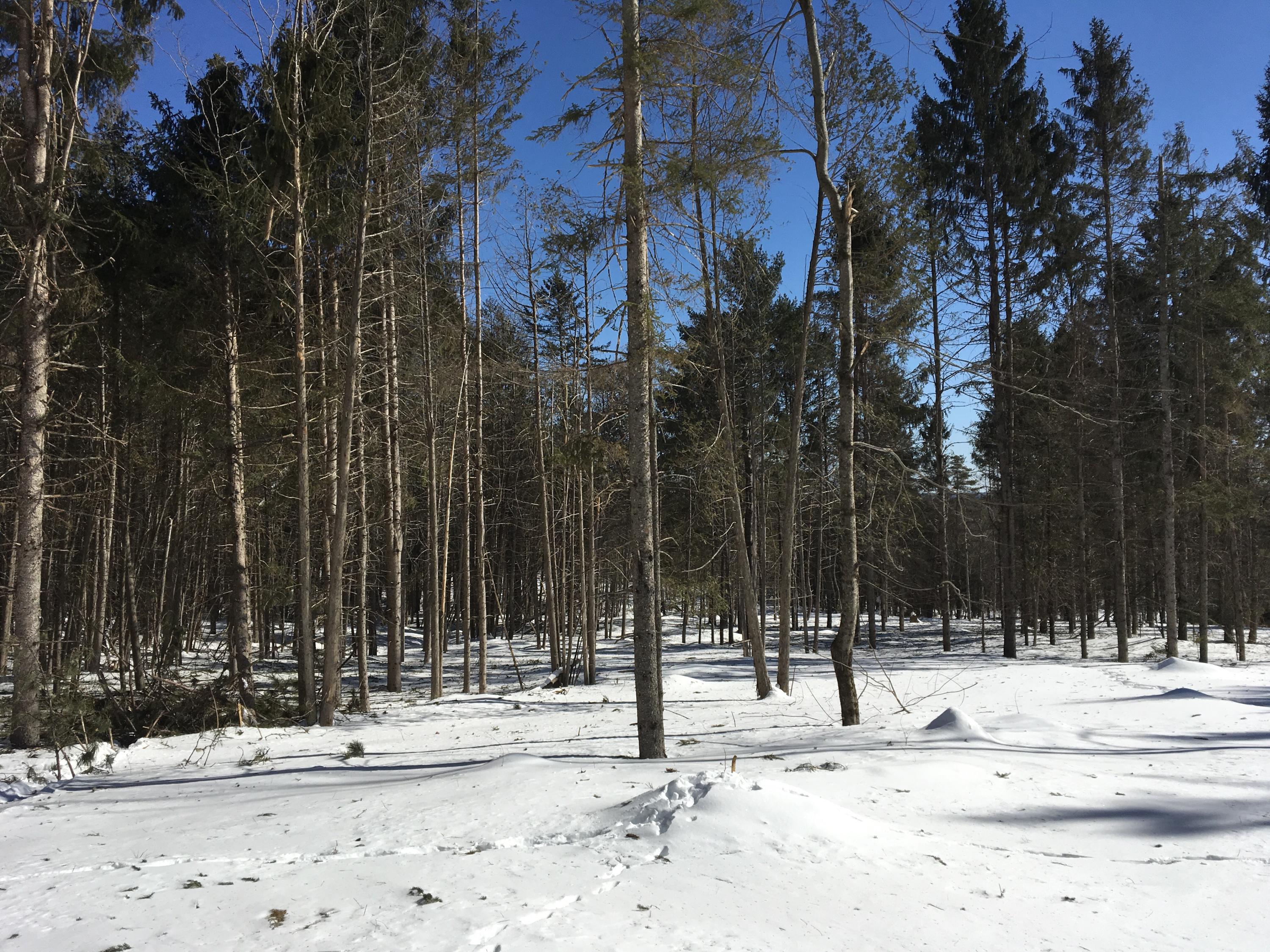 Lot 16 Downs Road Sebec, ME 04481 - Photo 10 of 10 Photo Mar 01, 12 46 58 PM