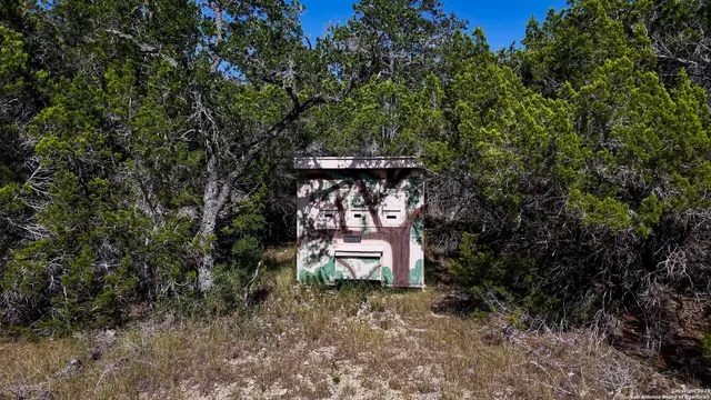 a close up of a plant in a garden
