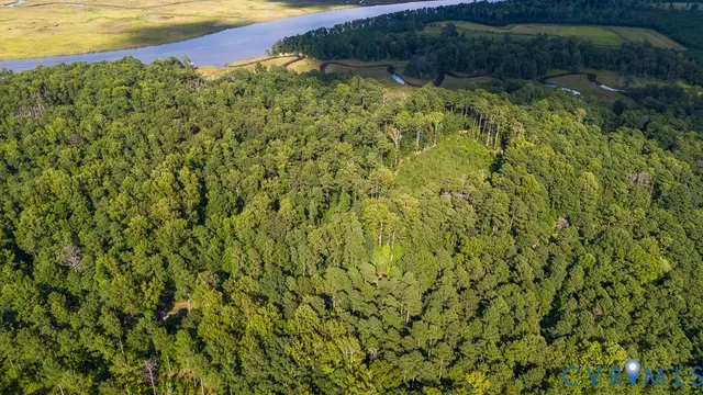a view of a yard with plants and large trees
