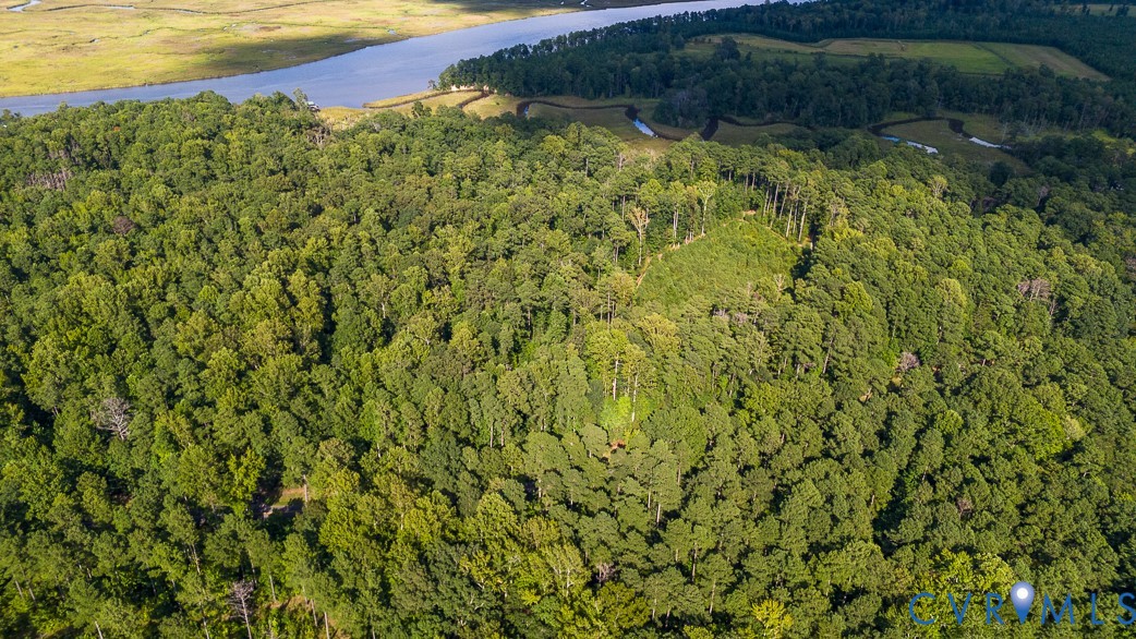 0 Custis Millpond Road West Point, VA 23181 - Photo 8 of 10 a view of a yard with plants and large trees
