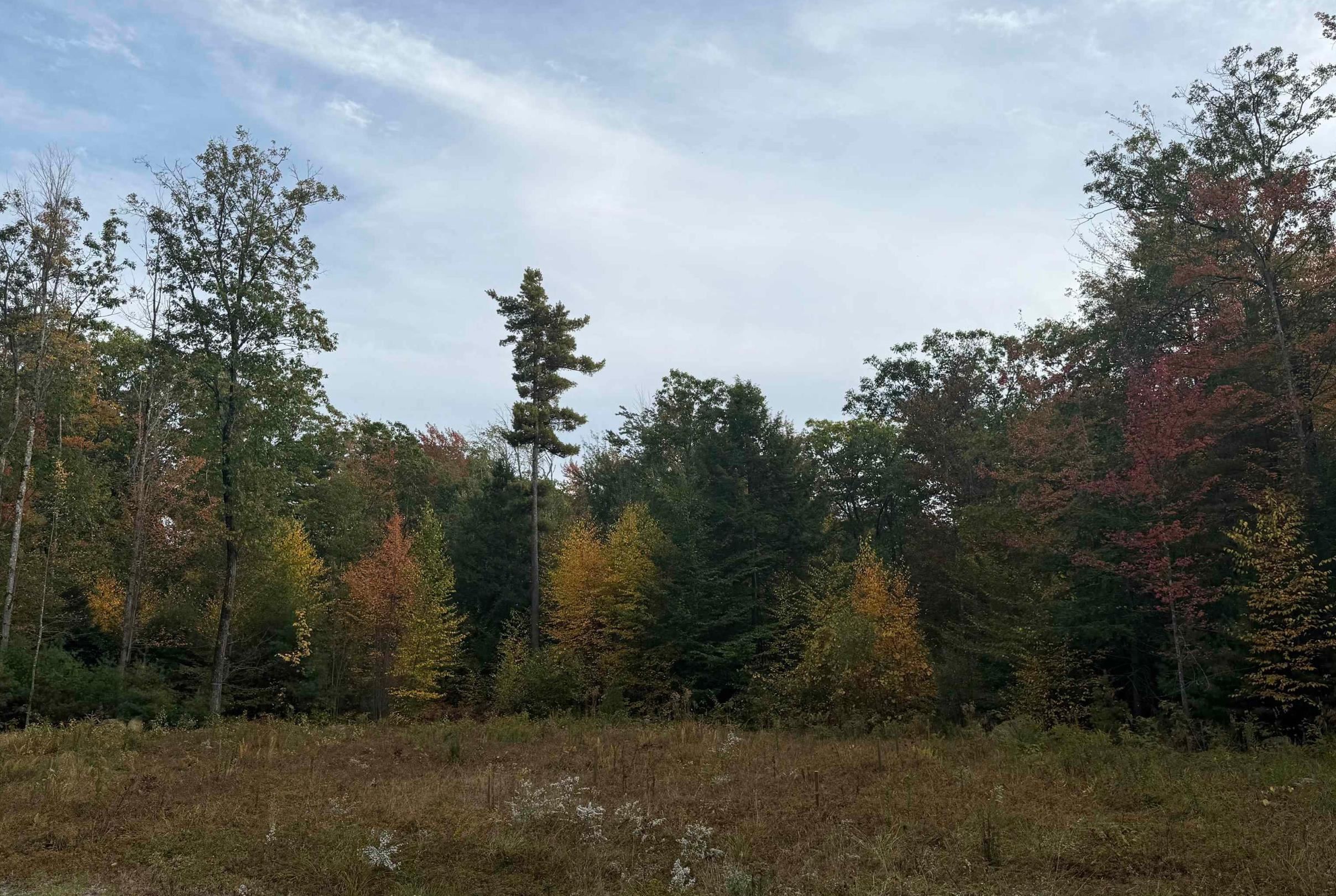 1195 Bennington Road Francestown, NH 03043 - Photo 3 of 8