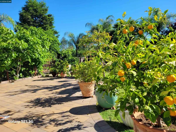 a view of a backyard with plants