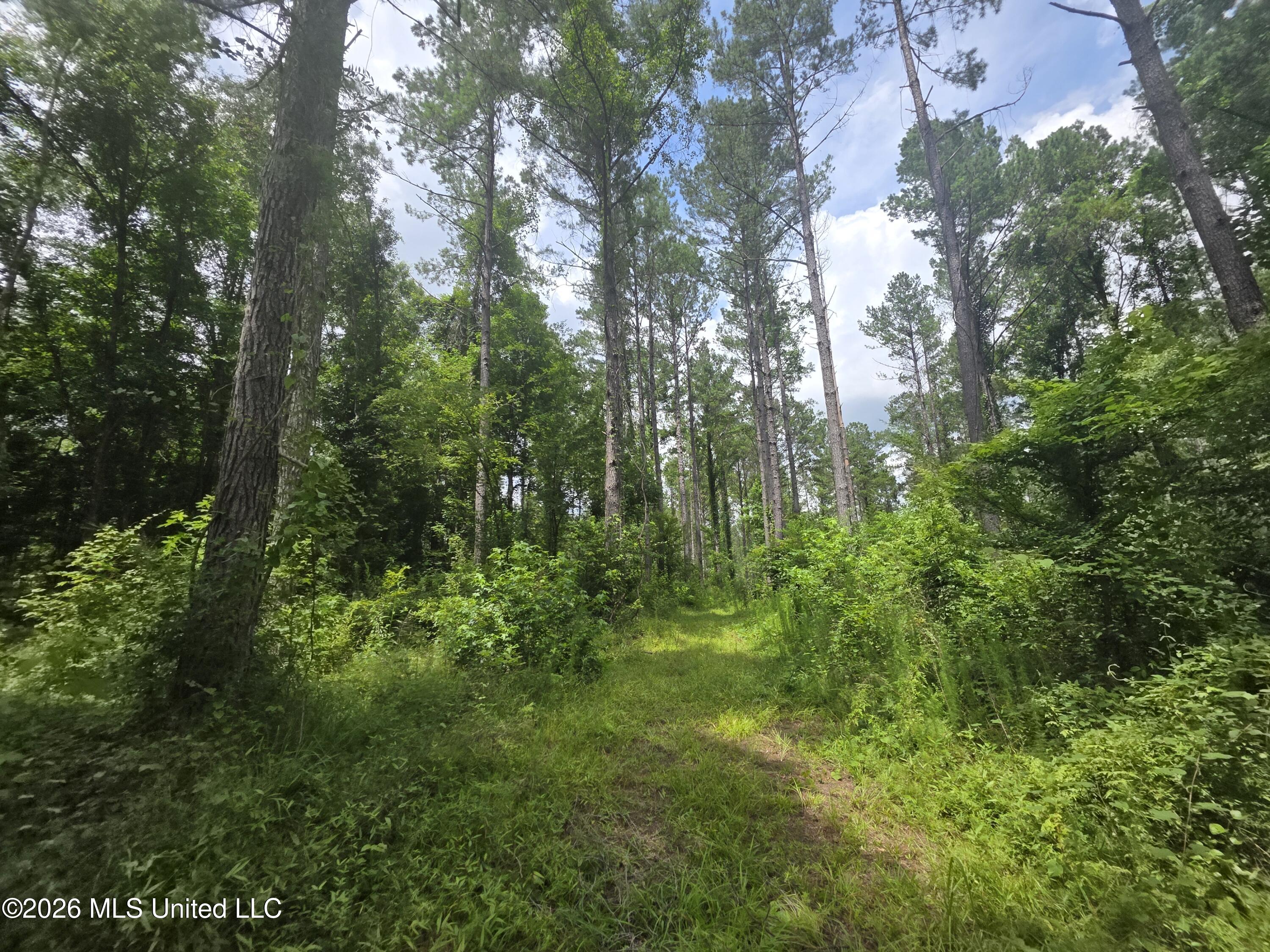 244 Foster Road Sontag, MS 39665 - Photo 63 of 105 35612