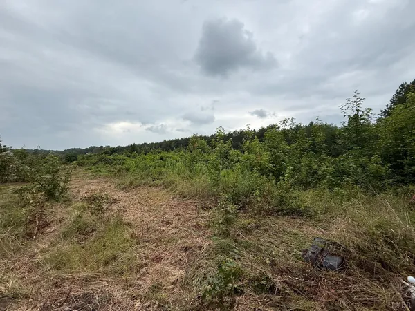 a view of a big yard with lots of trees