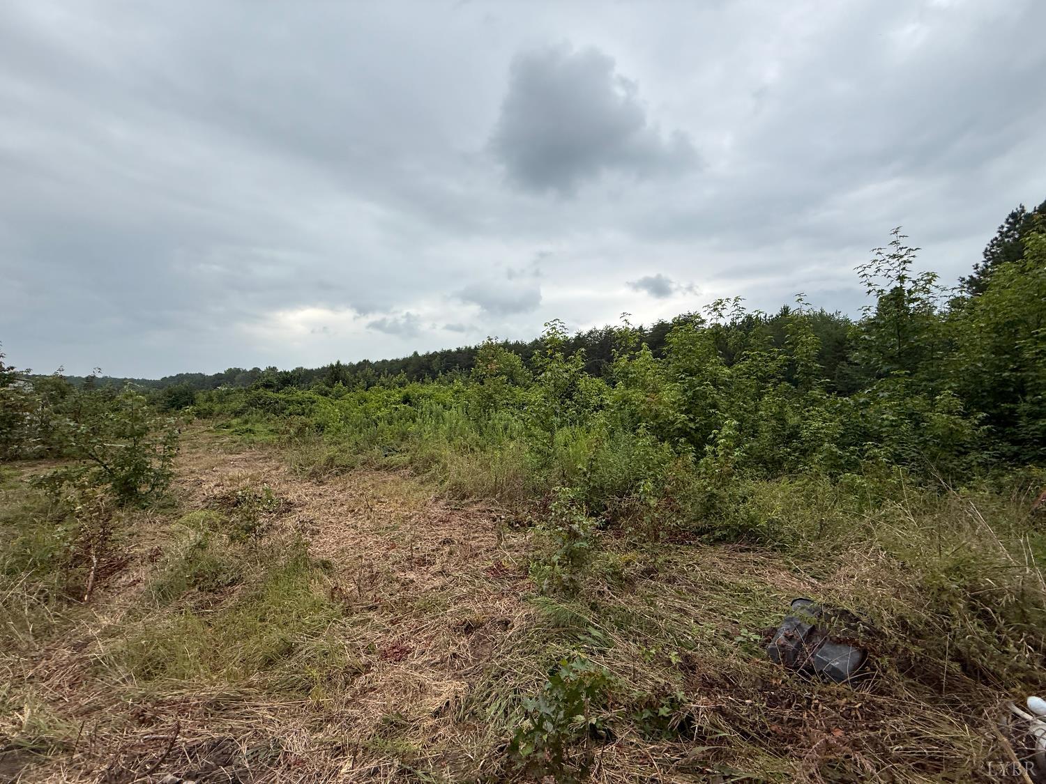 a view of a big yard with lots of trees