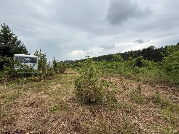 a view of a big yard with plants and large trees