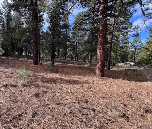a view of a tree in the middle of a yard
