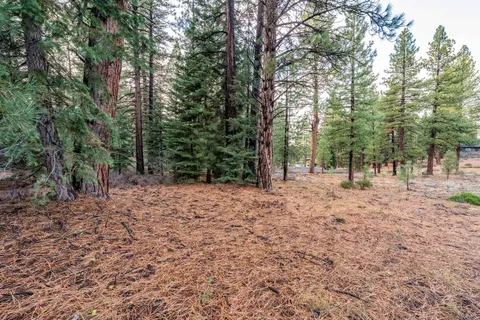 a view of a forest with trees in the background