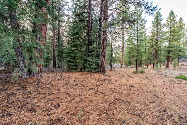 a view of a forest with trees in the background