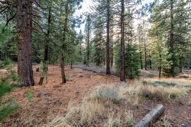 a view of a forest filled with trees