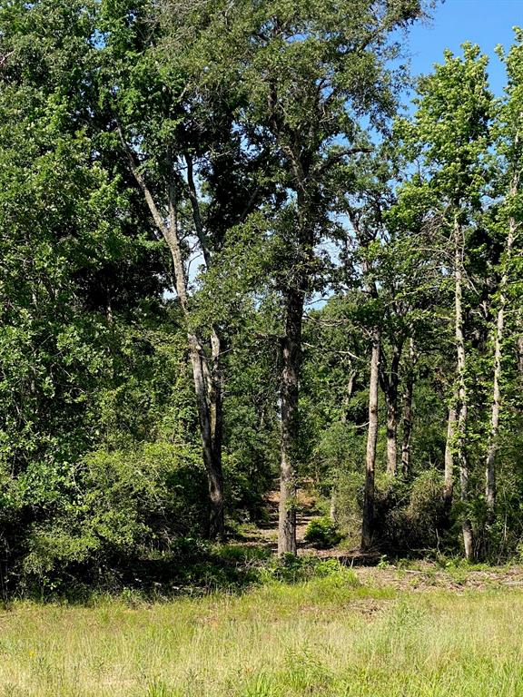 14 Fm 1848 Buffalo, TX 75831 - Photo 4 of 6 a view of outdoor space and yard