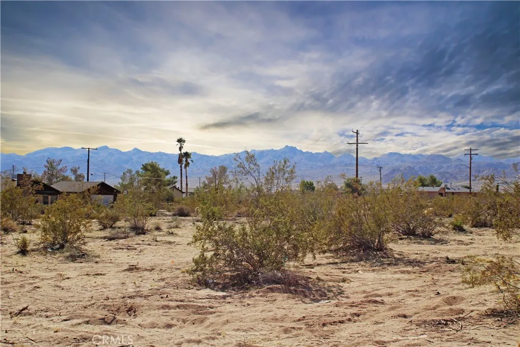 a view of a dry yard with trees