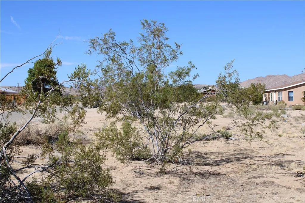 63480 Walpi Joshua Tree, CA 92252 - Photo 9 of 13 a view of a dry yard with lots of bushes