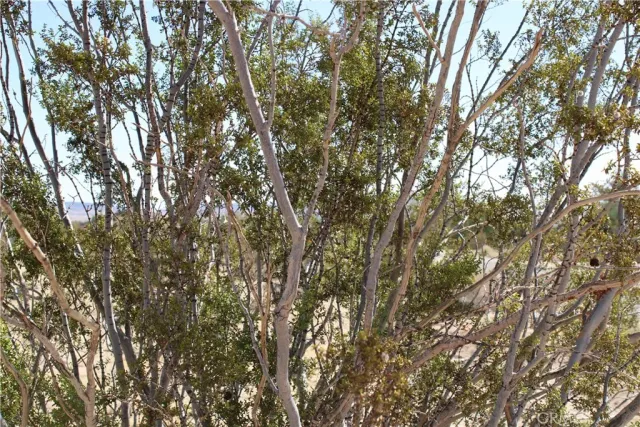 a view of a dry plant in a backyard