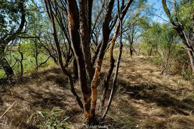 a view of a yard with plants and trees