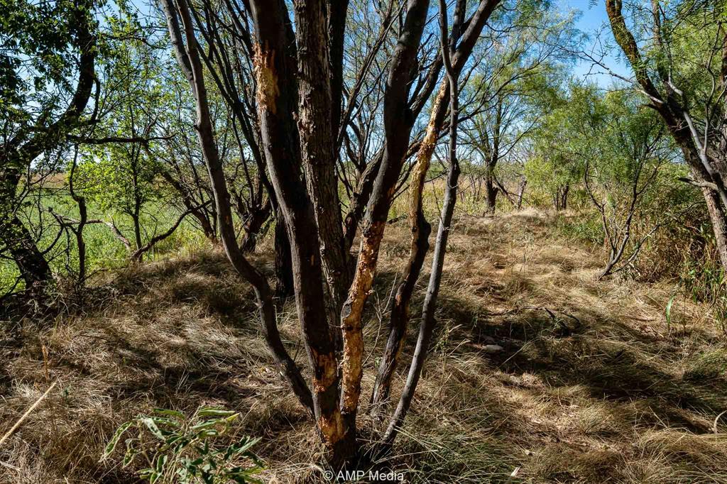 1504 Cr 423 Rule Tx 79547 Haskell, TX 79521 - Photo 7 of 26 a view of a yard with plants and trees