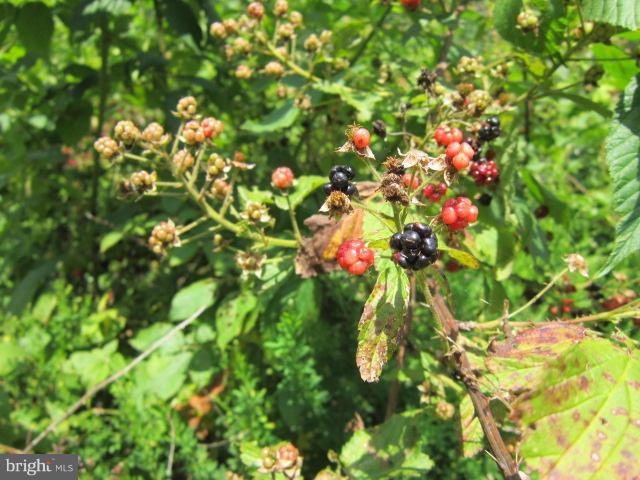 Off Rt 522/breakaway Berkeley Springs Berkeley Springs, WV 25411 - Photo 8 of 9 Come pick your berrys, see all the wildlife