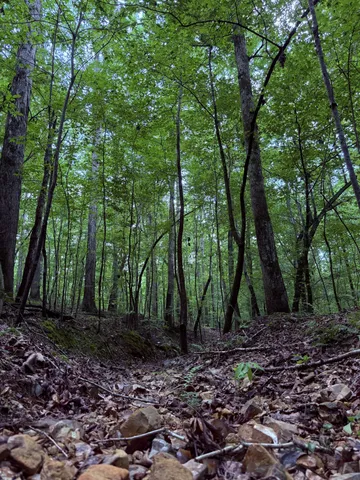 a view of outdoor space with lots of trees