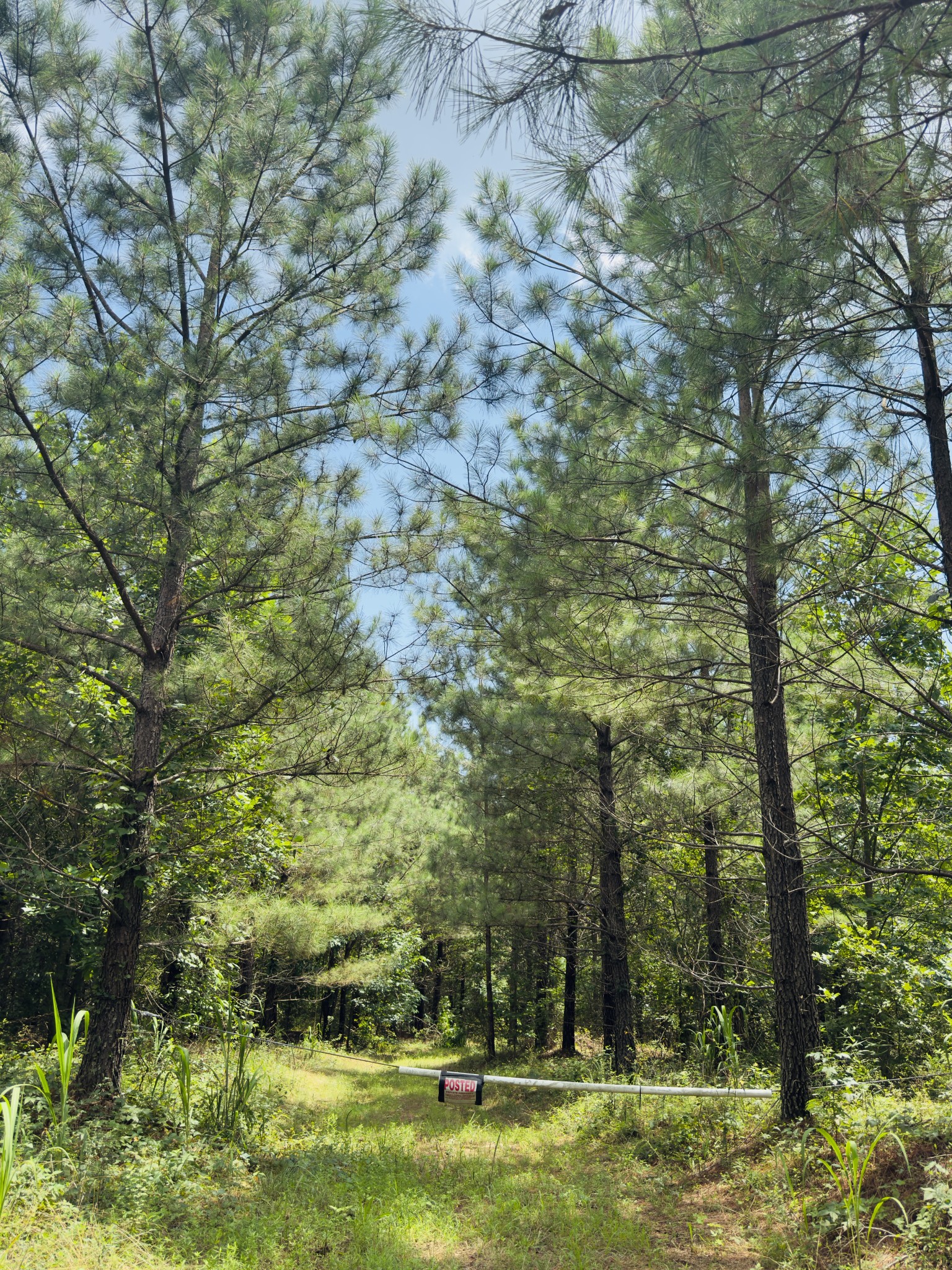 240 Miller Ridge Lane Stewart, TN 37175 - Photo 19 of 29 a backyard of a house with lots of green space