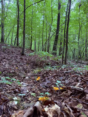 a view of outdoor space with and trees