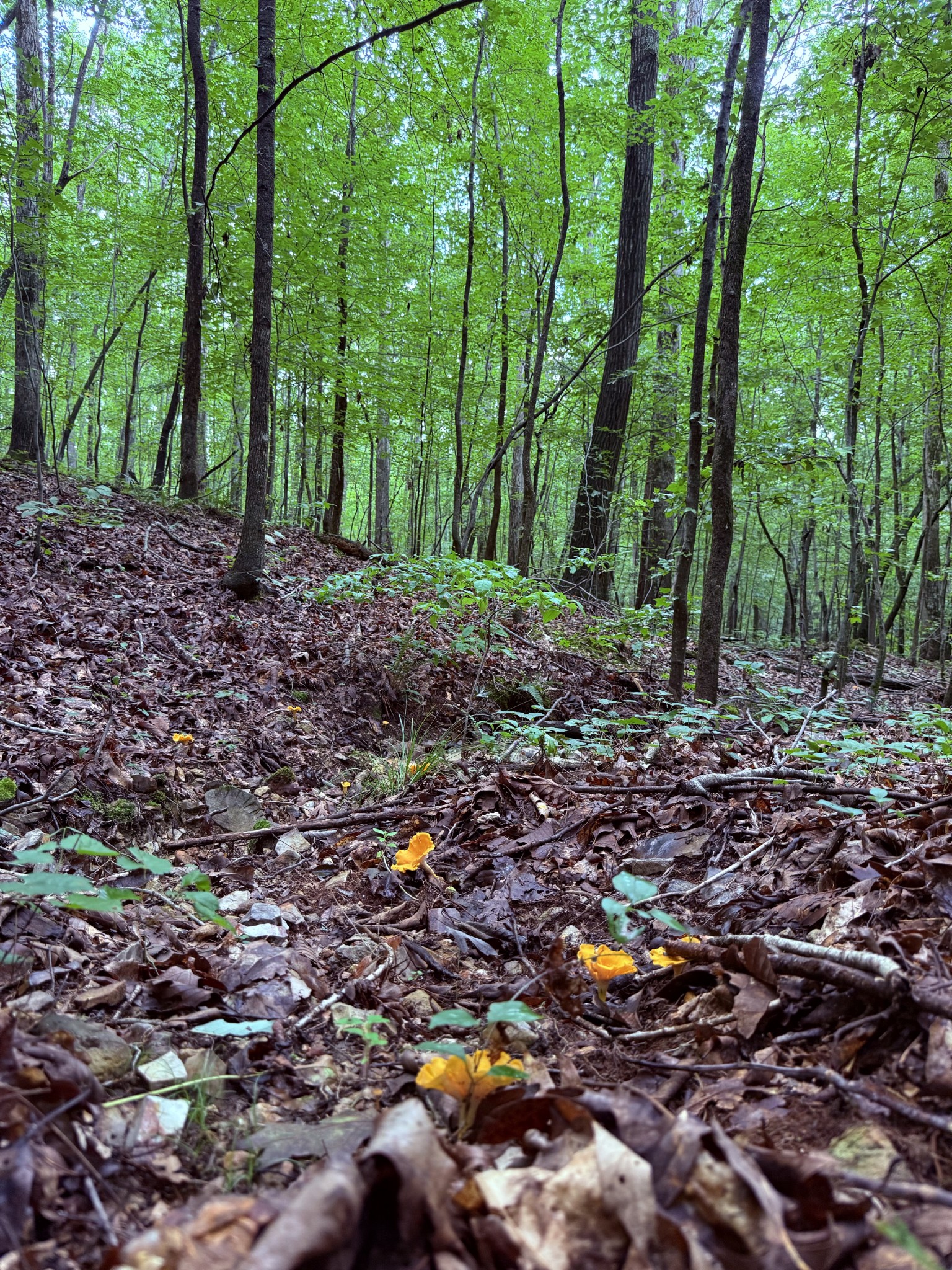 240 Miller Ridge Lane Stewart, TN 37175 - Photo 21 of 29 a view of outdoor space with and trees