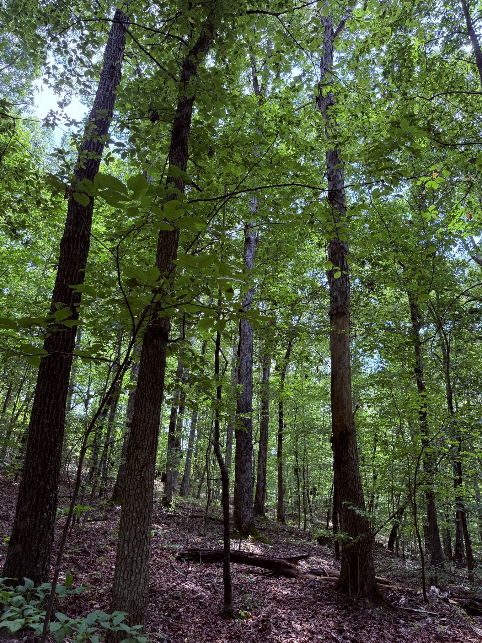 240 Miller Ridge Lane Stewart, TN 37175 - Photo 22 of 29 a view of a forest with trees