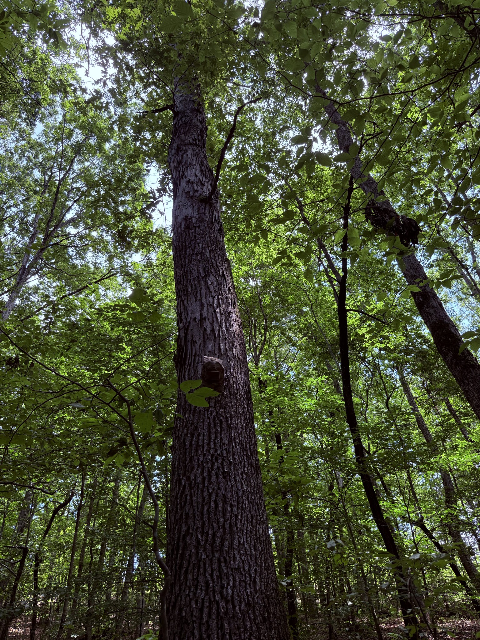 240 Miller Ridge Lane Stewart, TN 37175 - Photo 23 of 29 a picture of tree