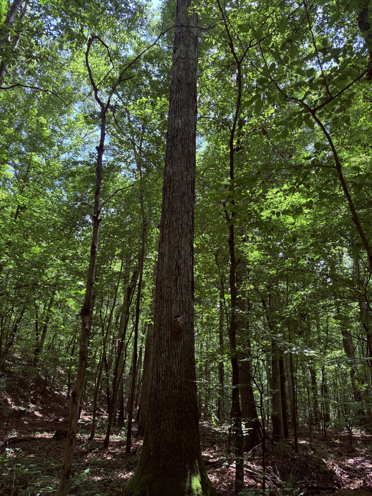 240 Miller Ridge Lane Stewart, TN 37175 - Photo 24 of 29 a view of forest