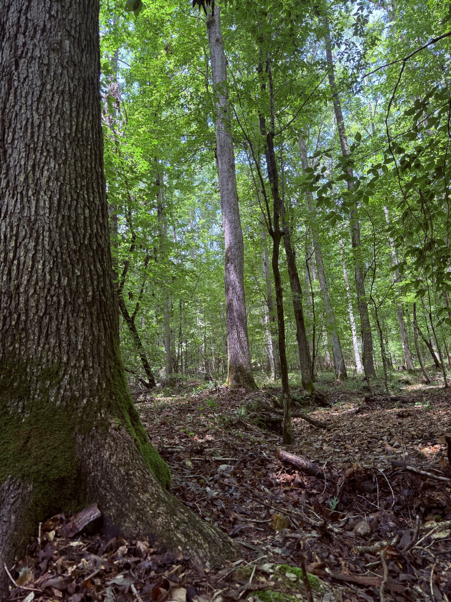240 Miller Ridge Lane Stewart, TN 37175 - Photo 25 of 29 a view of outdoor space and trees