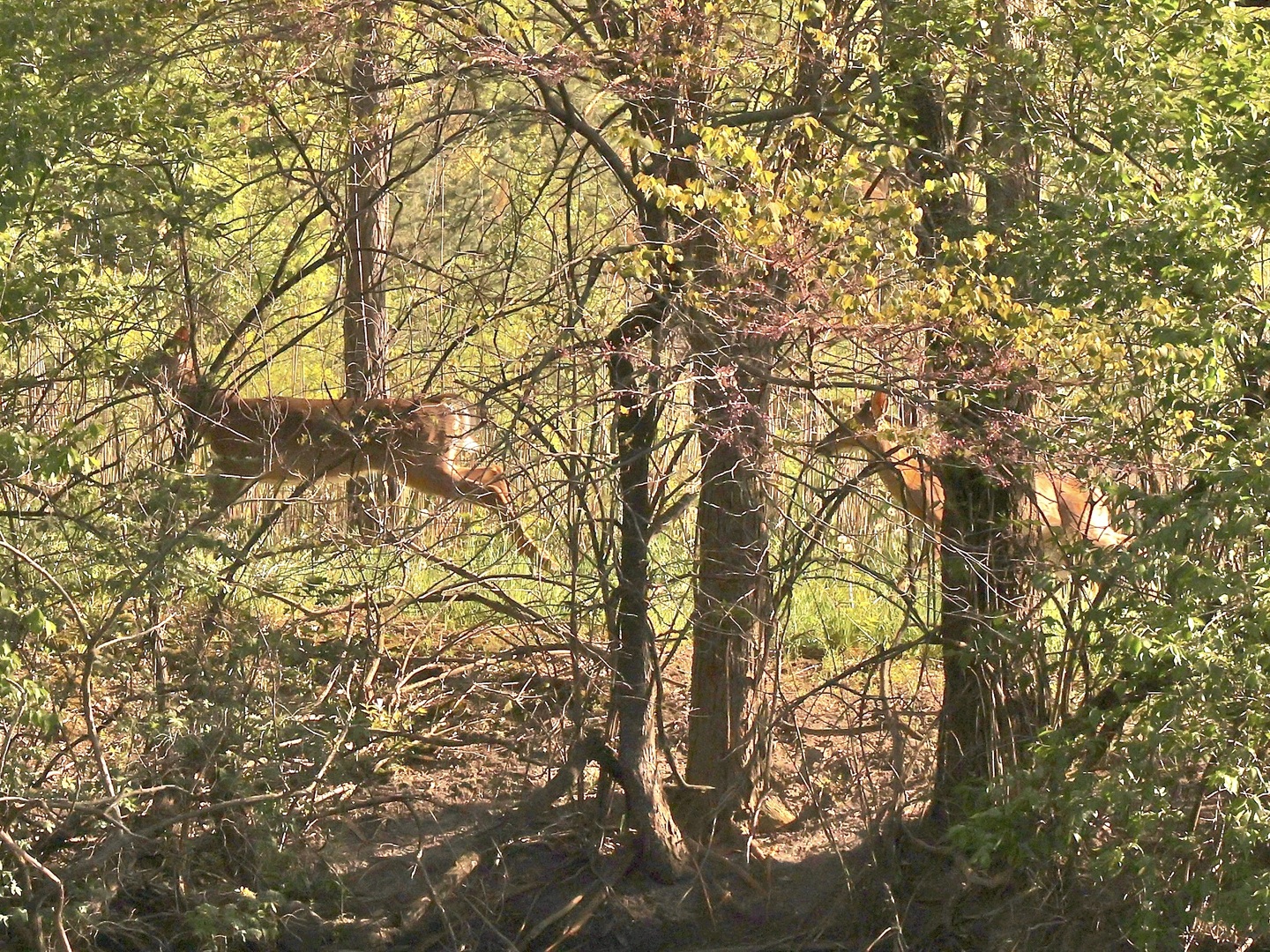 7765 Pine Bluff Road Morris, IL 60450 - Photo 82 of 84