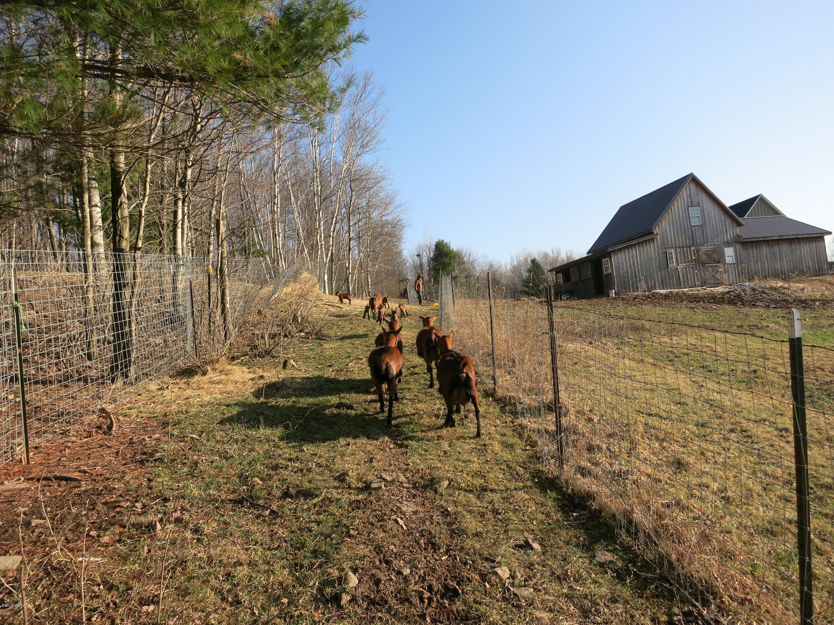 1356 Route 362 Route Wellsboro, PA 16901 - Photo 41 of 66 Beautiful_Home-42