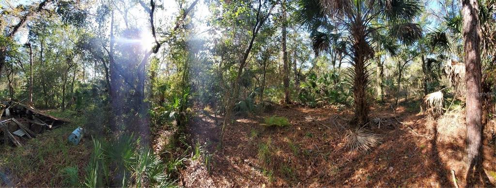8738 Lindy Lane New Port Richey, FL 34655 - Photo 4 of 9 a view of forest