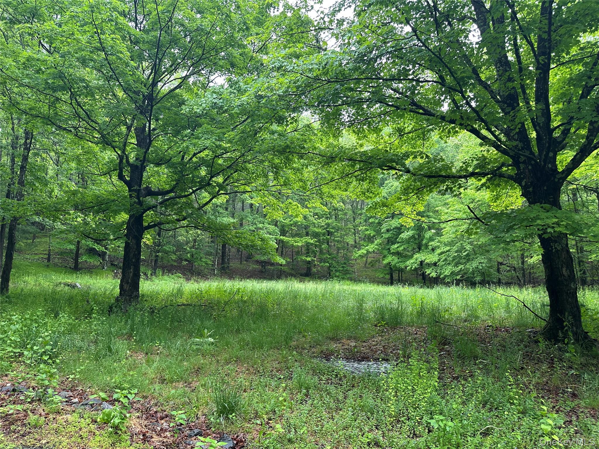 804 Hearts Content Road Cairo, NY 12473 - Photo 5 of 34 a view of a lush green space