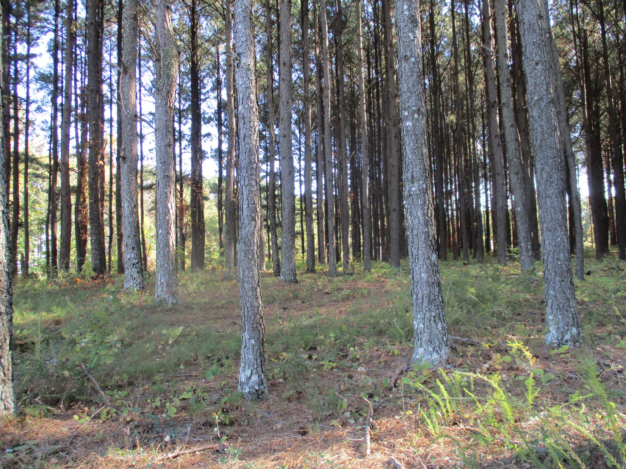 1073 West Point Road Lawrenceburg, TN 38464 - Photo 10 of 24 a view of a forest that has large trees