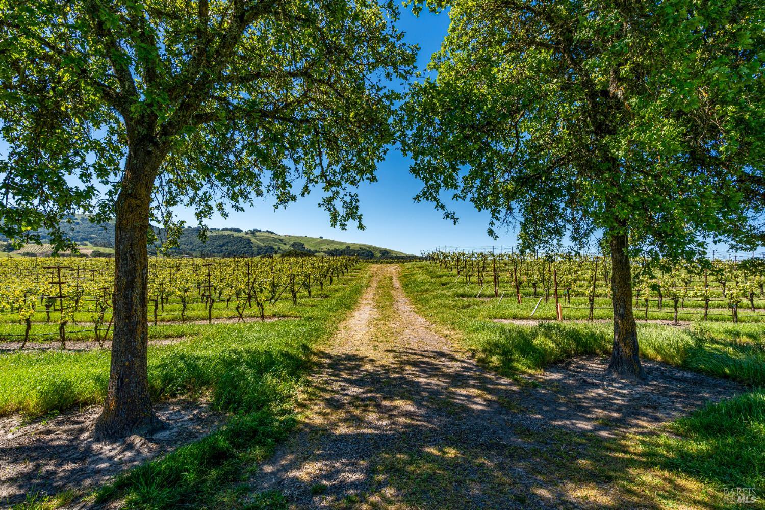 4560 Sonoma Mountain Road Santa Rosa, CA 95404 - Photo 11 of 52 a view of a garden with a tree