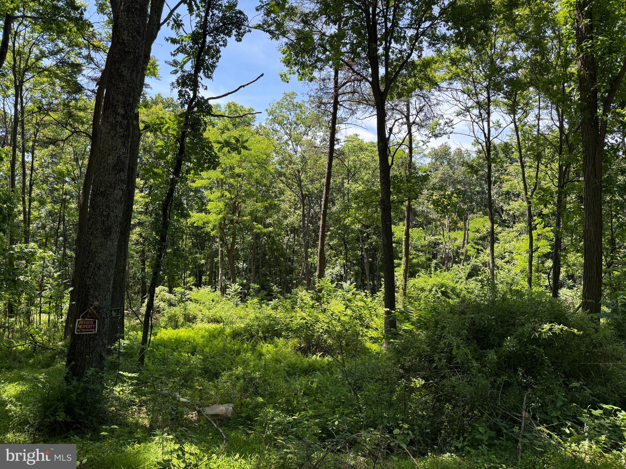 79 Cabin Road Augusta, WV 26704 - Photo 5 of 5 Lush green forest under a clear sky.