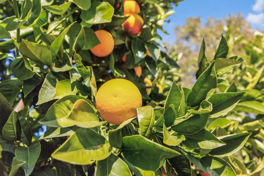 763 Adare Way Galt, CA 95632 - Photo 76 of 86