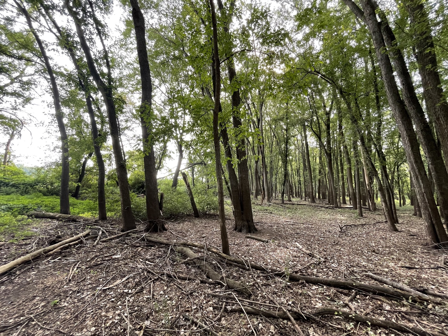 0 River Drive Byron, IL 61010 - Photo 8 of 33 a view of a forest with trees